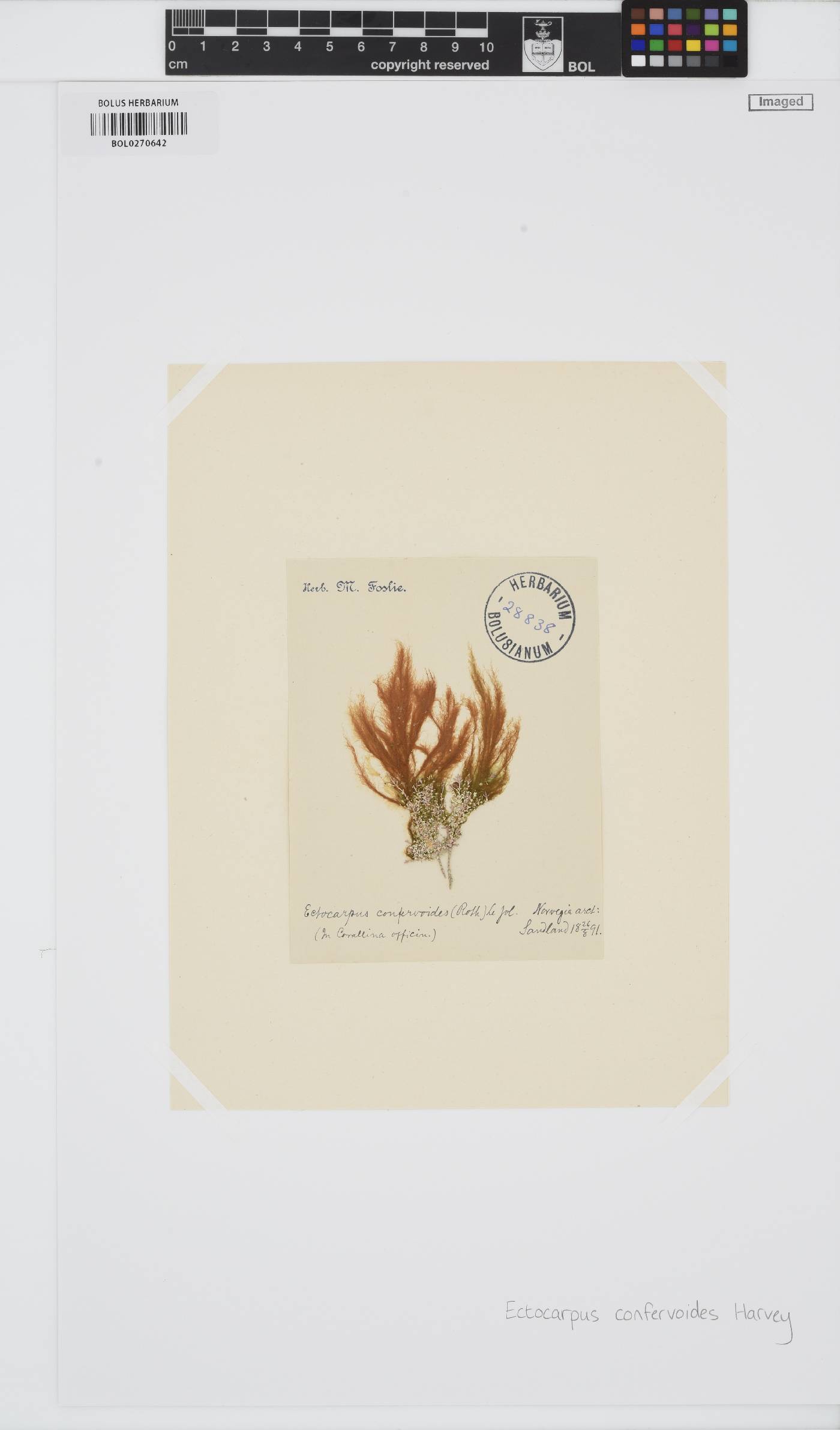 Ectocarpus confervoides image