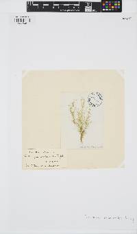 Ectocarpus confervoides image