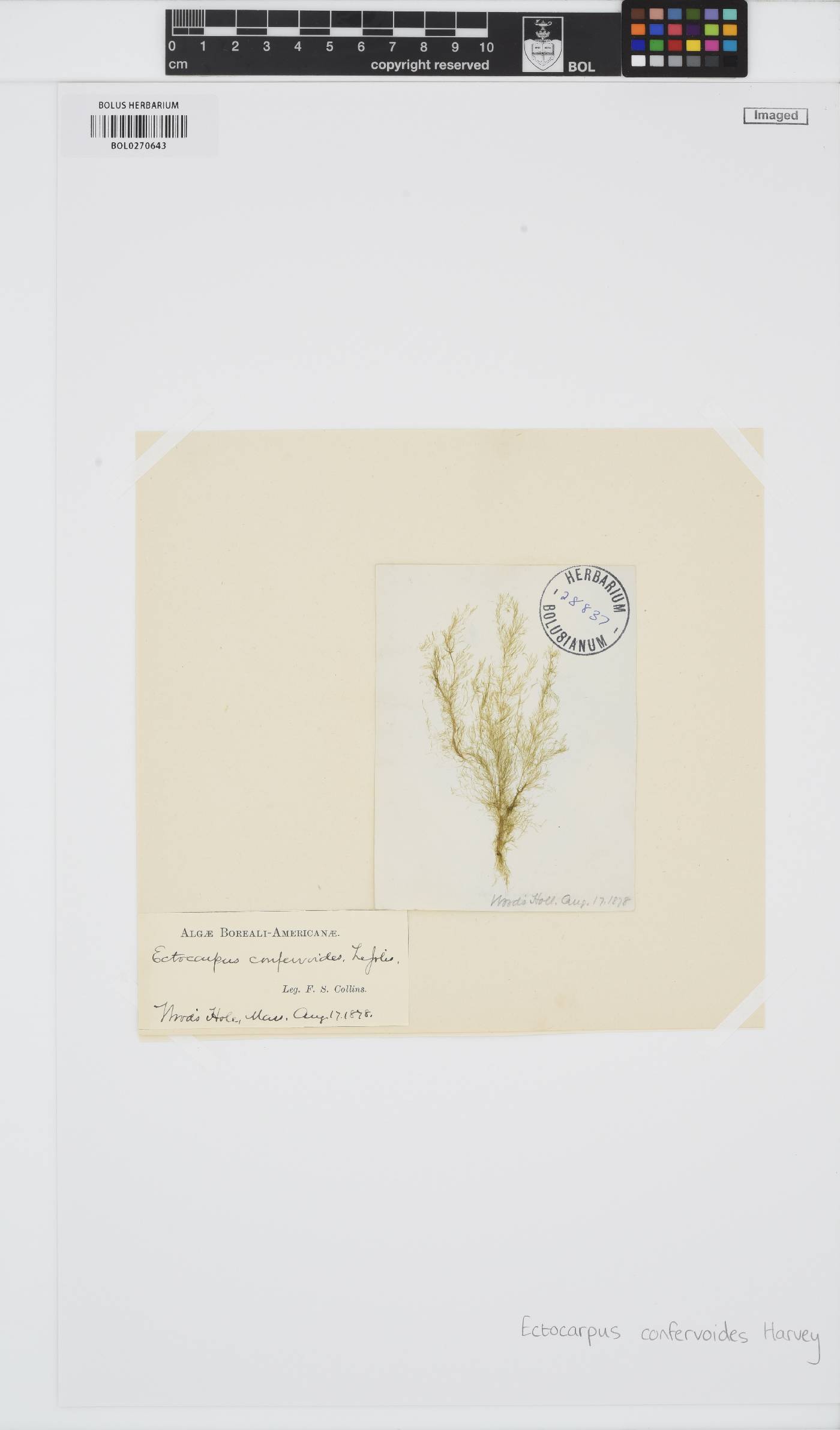 Ectocarpus confervoides image