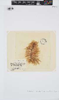 Ectocarpus siliculosus image