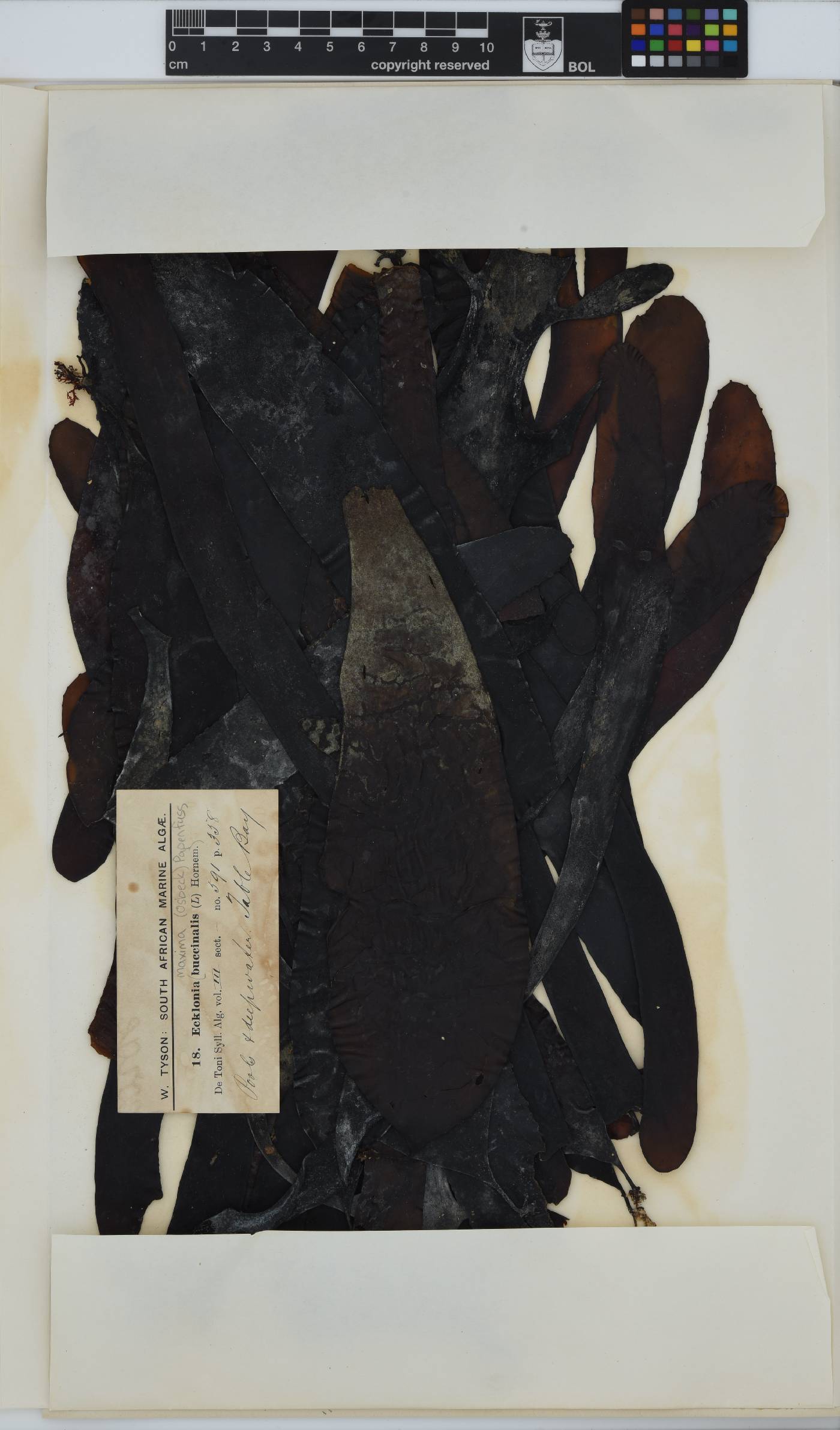 Ecklonia maxima image