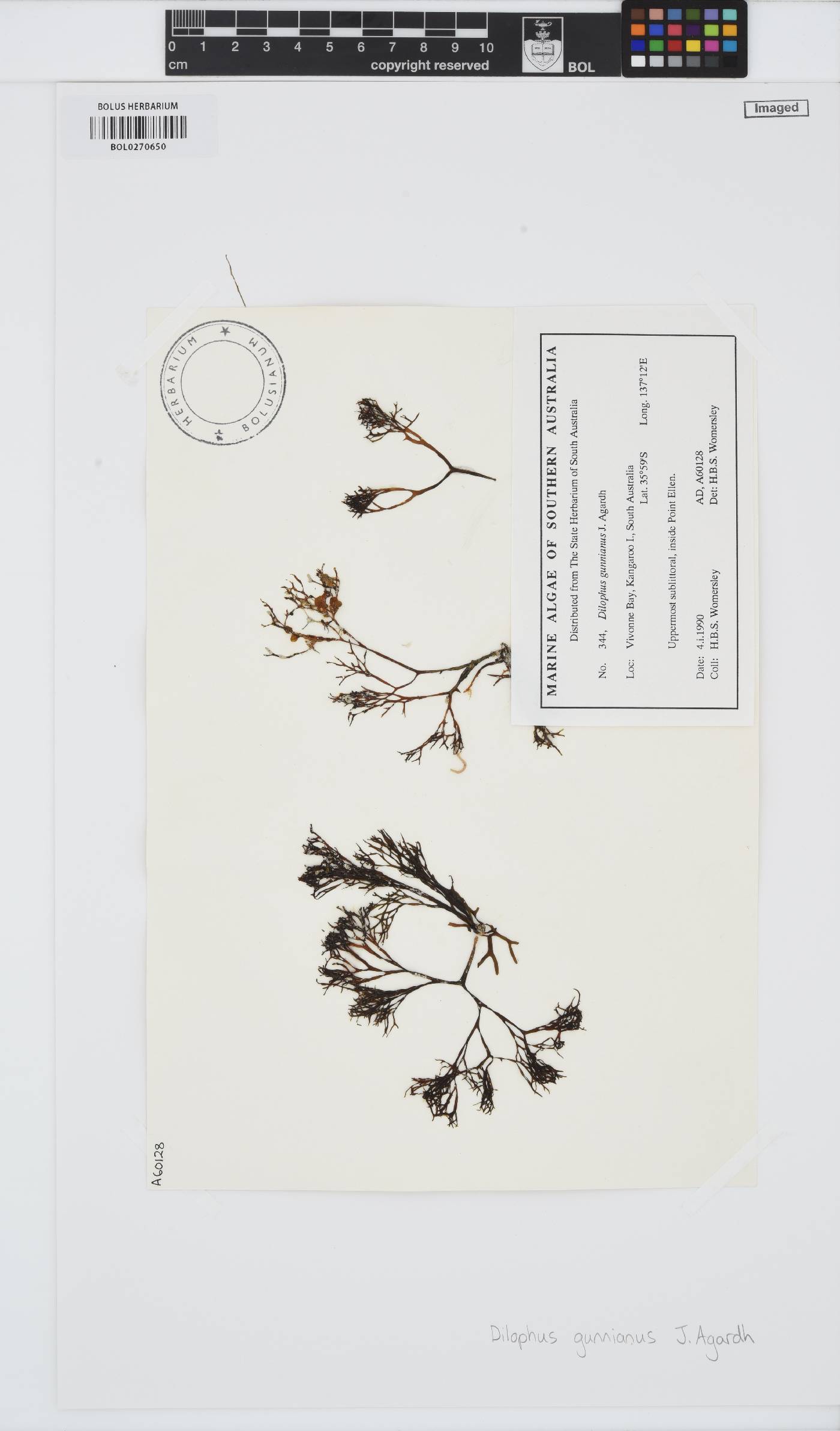 Dictyota gunniana image
