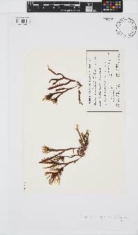 Image of Rugulopteryx marginata