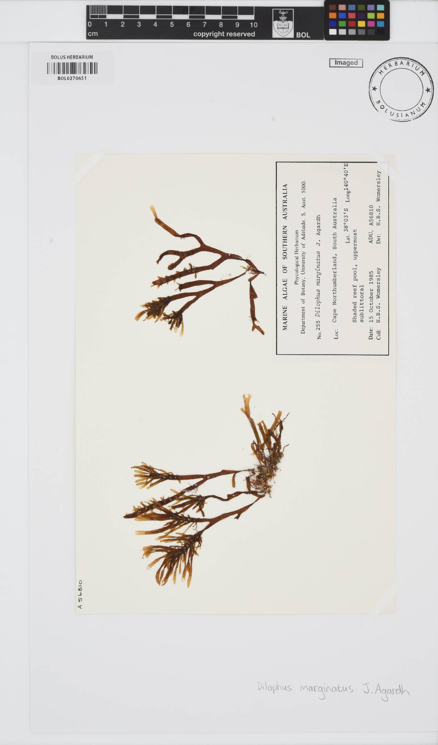 Rugulopteryx marginata image