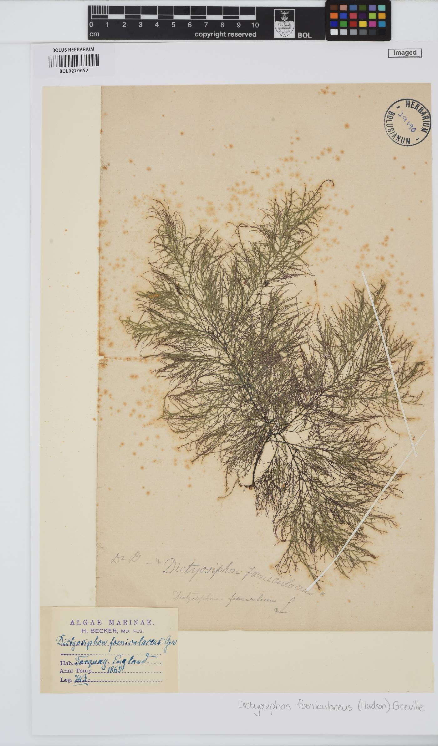 Dictyosiphon foeniculaceus image