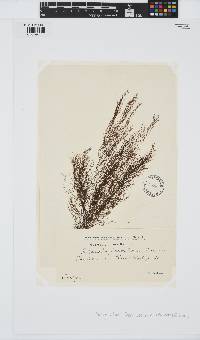 Dictyosiphon foeniculaceus image