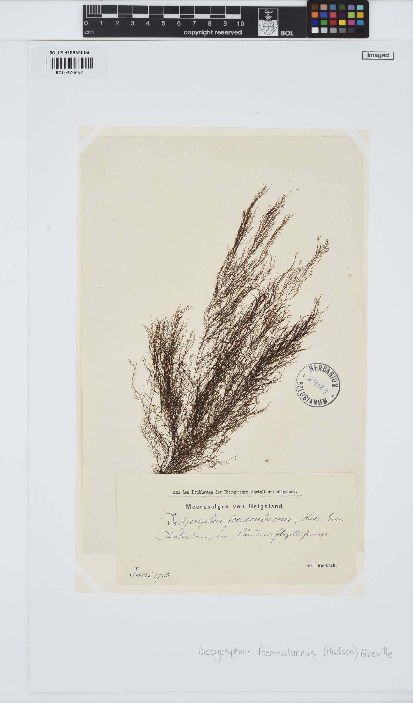 Dictyosiphon image