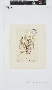 Dictyosiphon foeniculaceus image