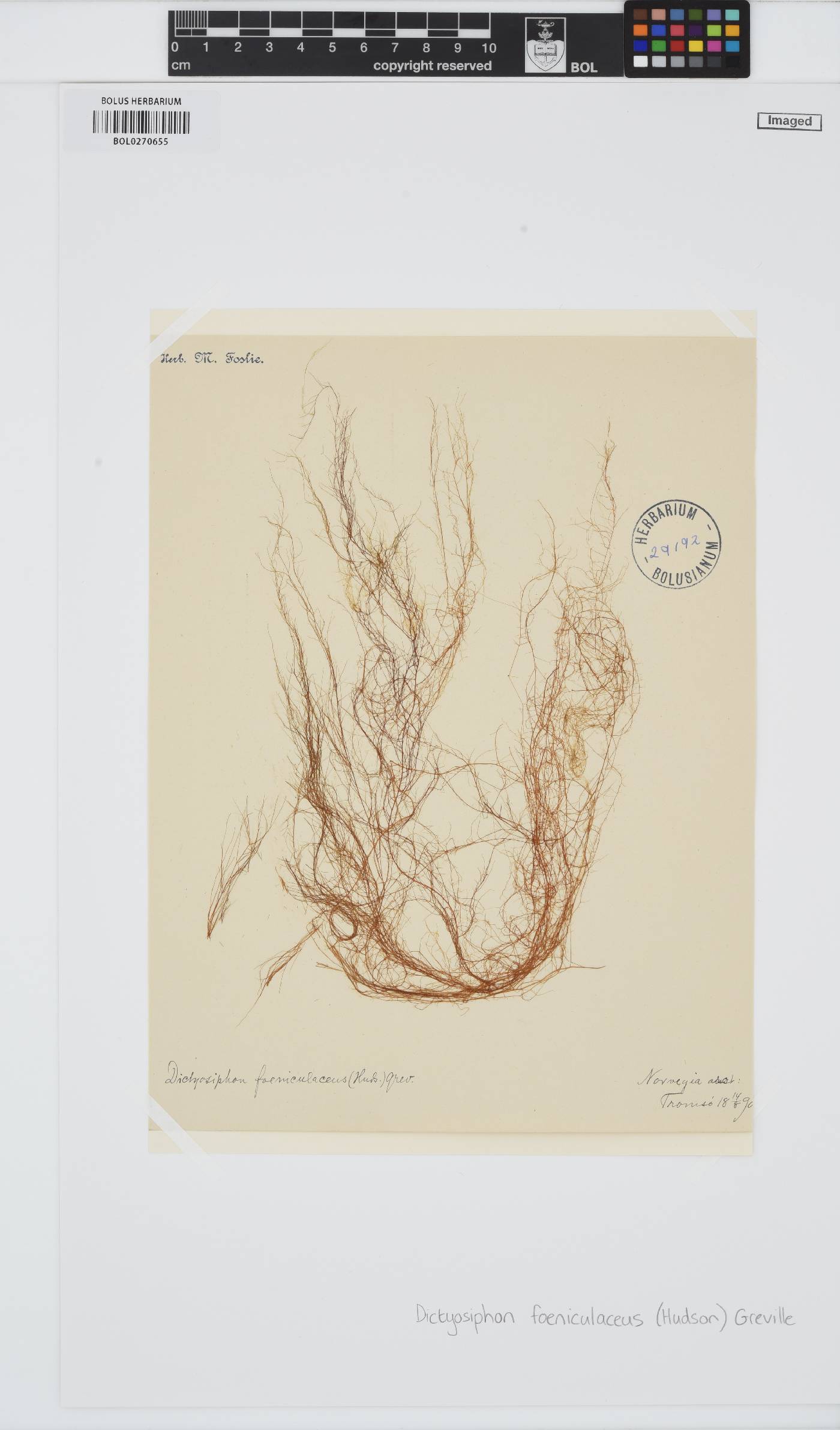 Dictyosiphon foeniculaceus image