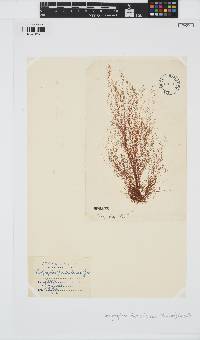 Dictyosiphon foeniculaceus image