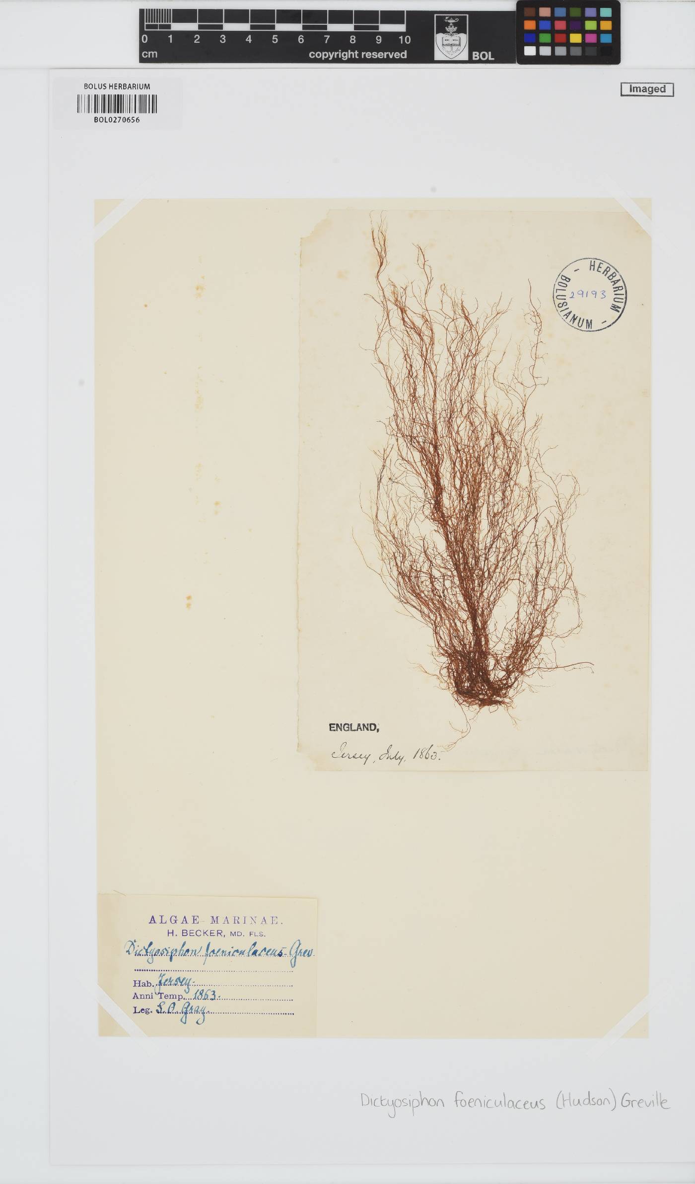 Dictyosiphon foeniculaceus image
