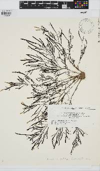 Dictyopteris prolifera image