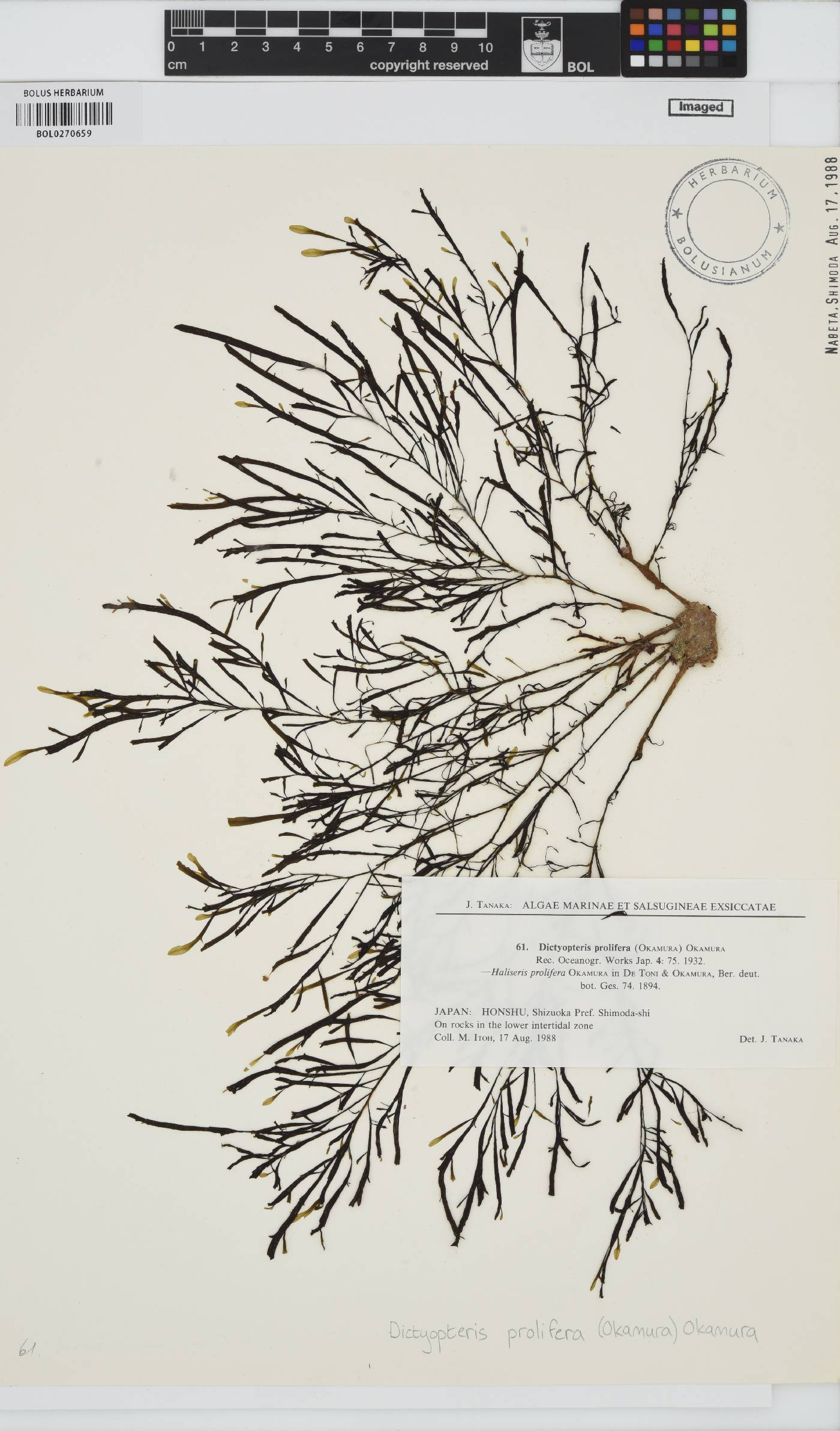 Dictyopteris prolifera image