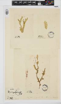 Dictyopteris polypodioides image