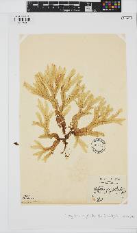 Dictyopteris polypodioides image