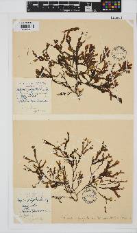 Dictyopteris polypodioides image