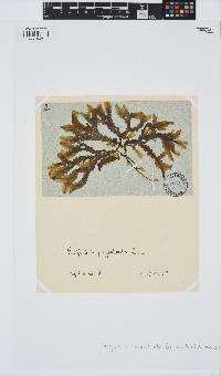 Dictyopteris polypodioides image