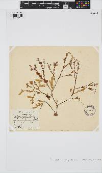 Dictyopteris polypodioides image