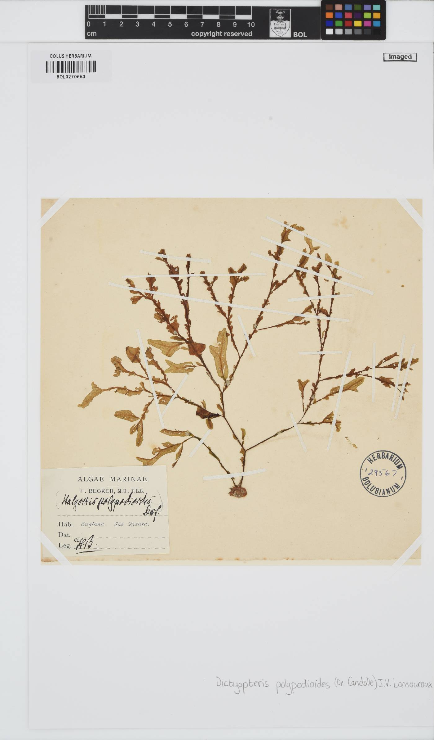 Dictyopteris polypodioides image