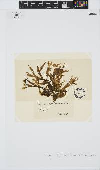 Dictyopteris polypodioides image