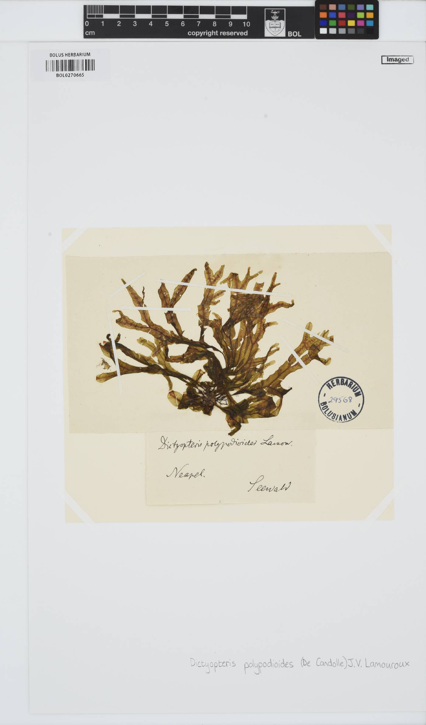 Dictyopteris polypodioides image