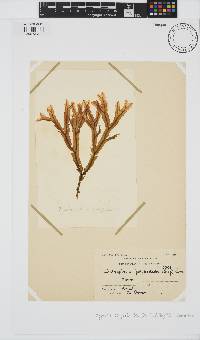 Dictyopteris polypodioides image