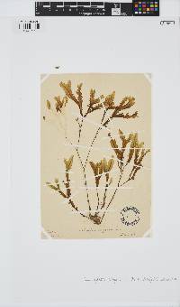 Dictyopteris polypodioides image