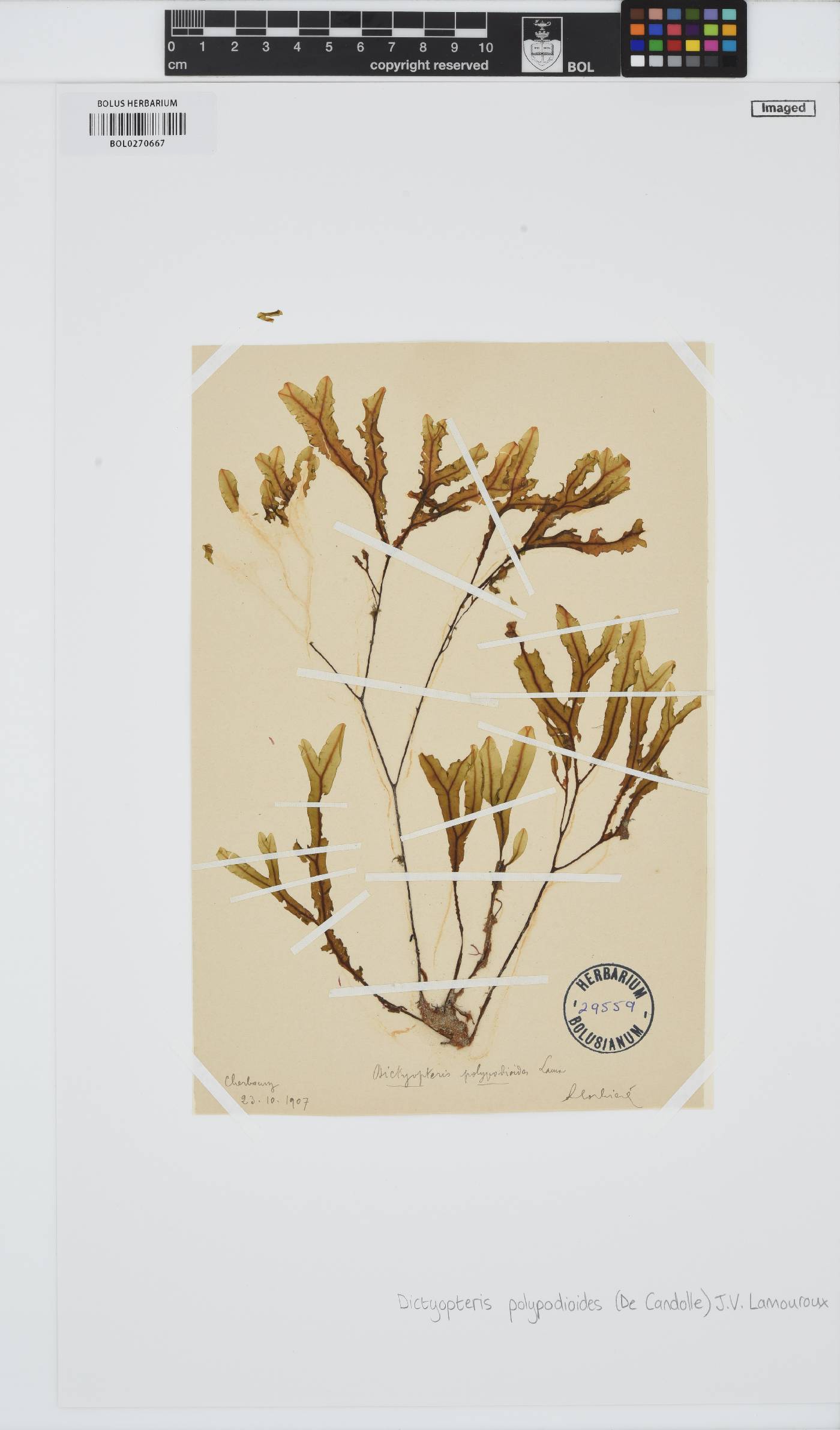 Dictyopteris polypodioides image