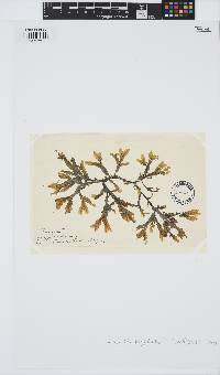 Dictyopteris polypodioides image