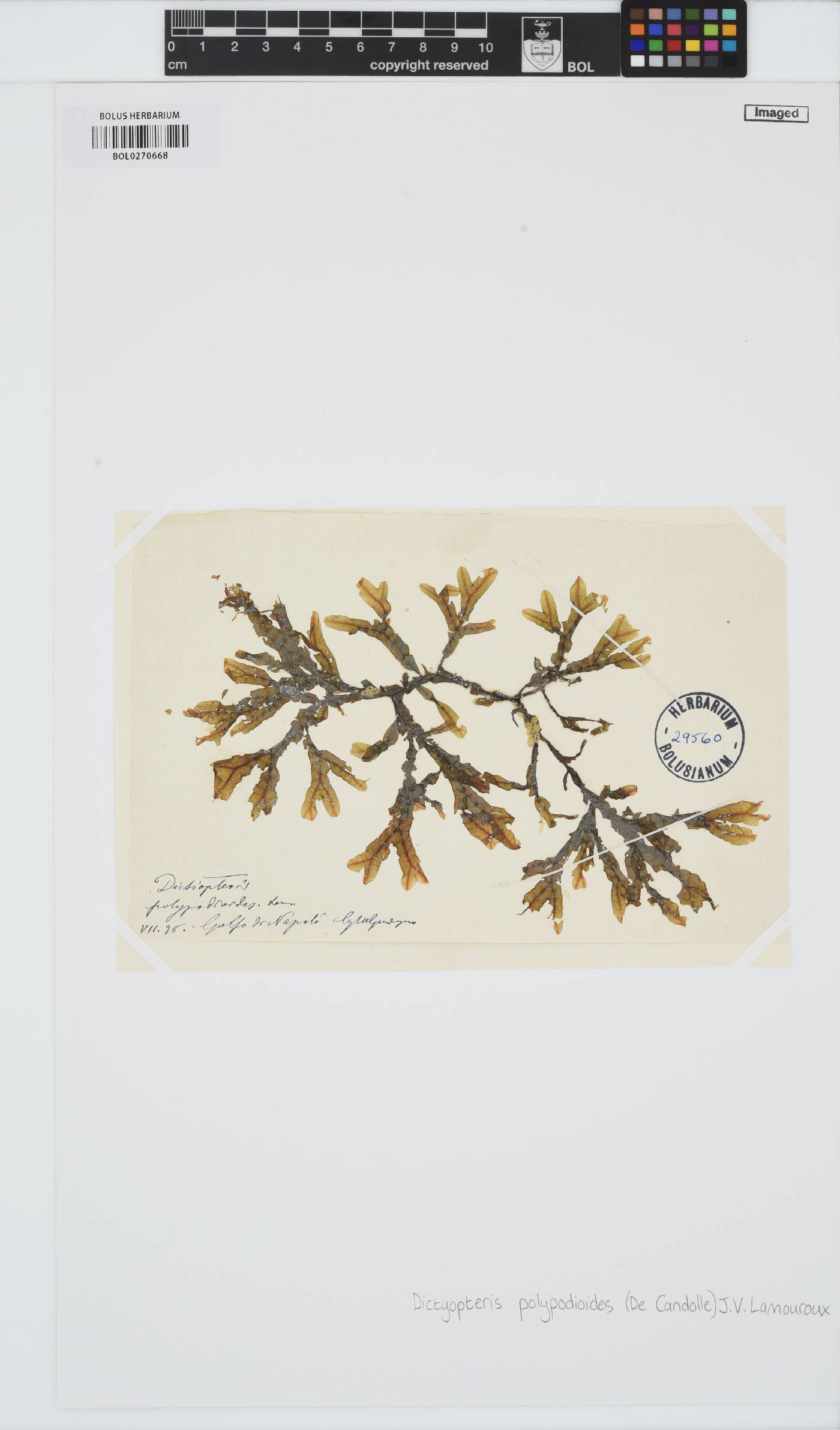Dictyopteris polypodioides image