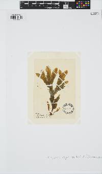 Dictyopteris polypodioides image