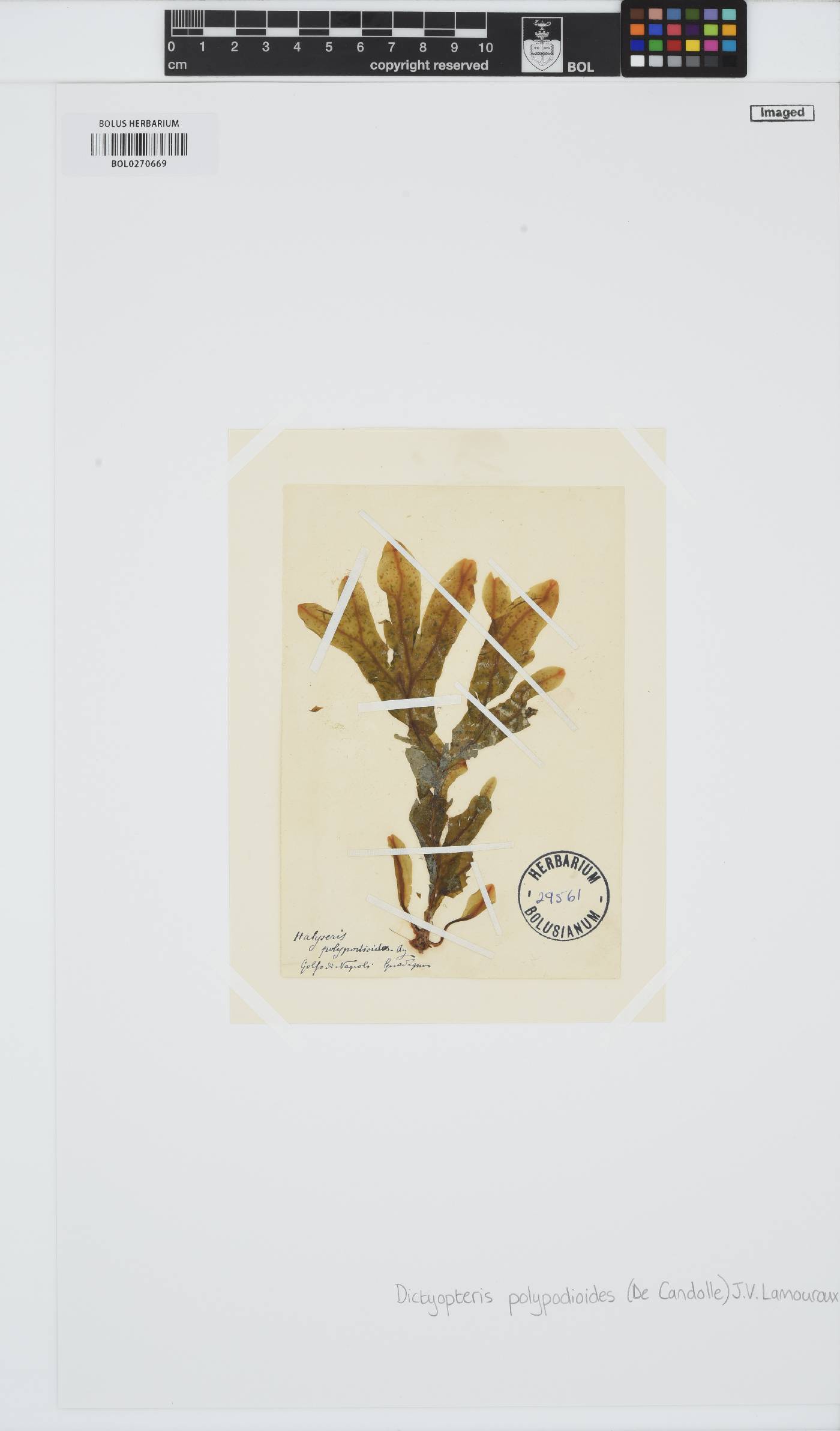 Dictyopteris polypodioides image
