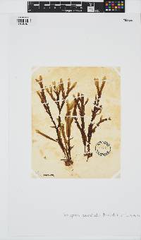 Dictyopteris polypodioides image