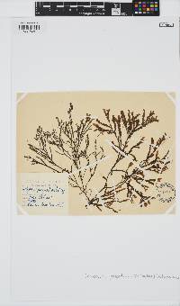 Dictyopteris polypodioides image