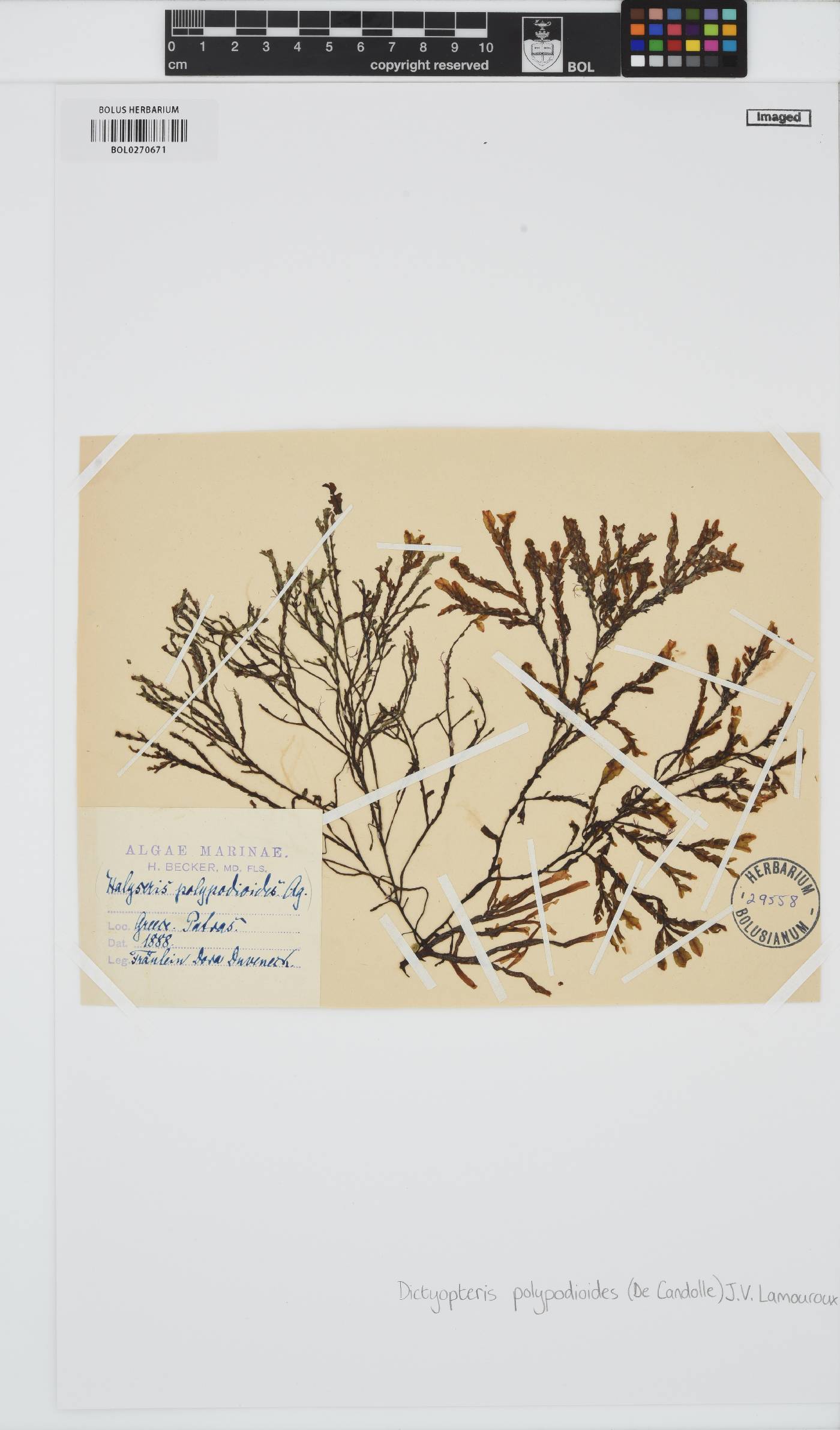 Dictyopteris image