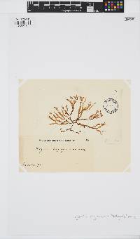 Dictyopteris plagiogramma image