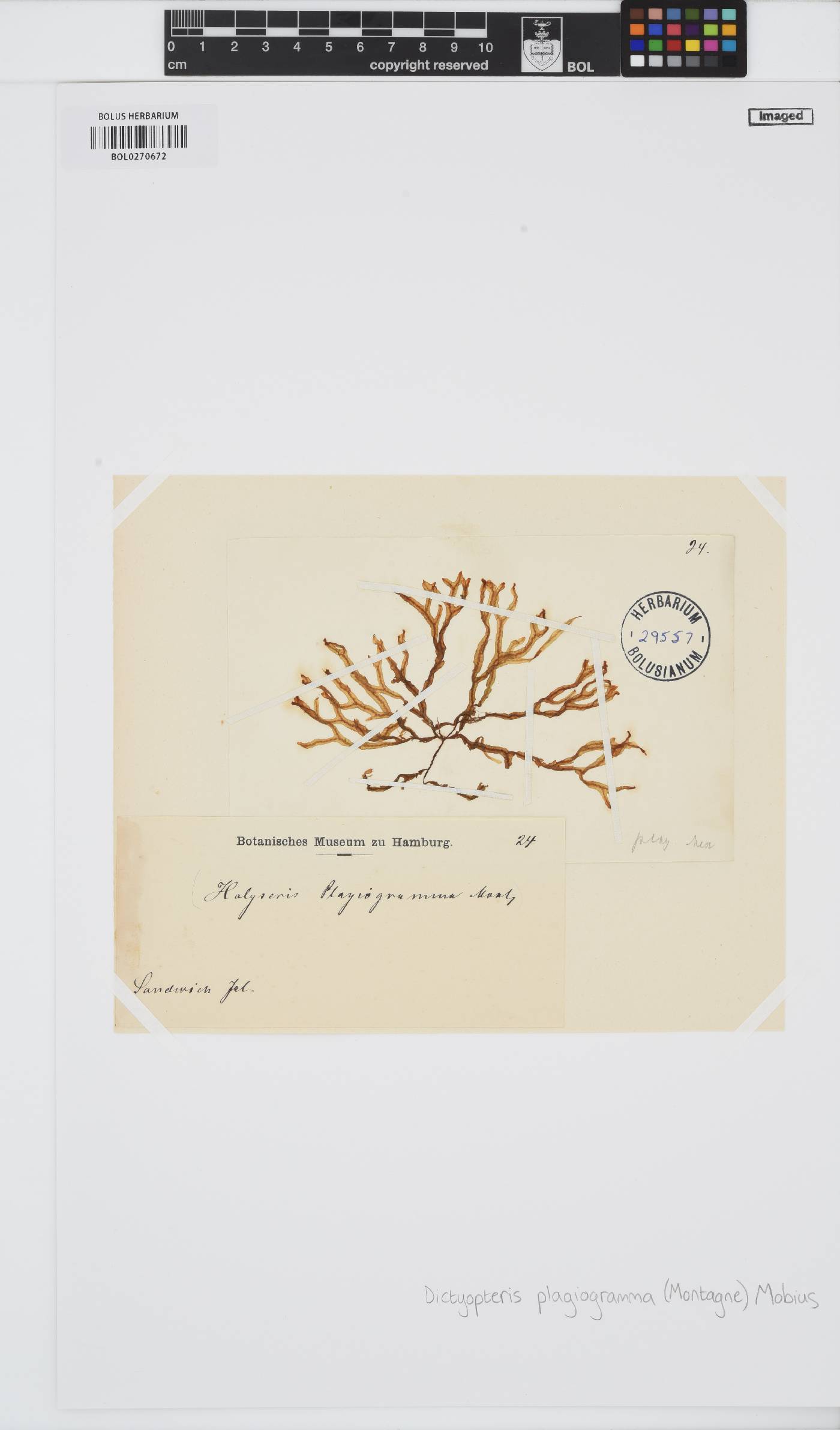 Dictyopteris plagiogramma image