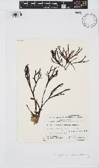 Image of Dictyopteris nigricans