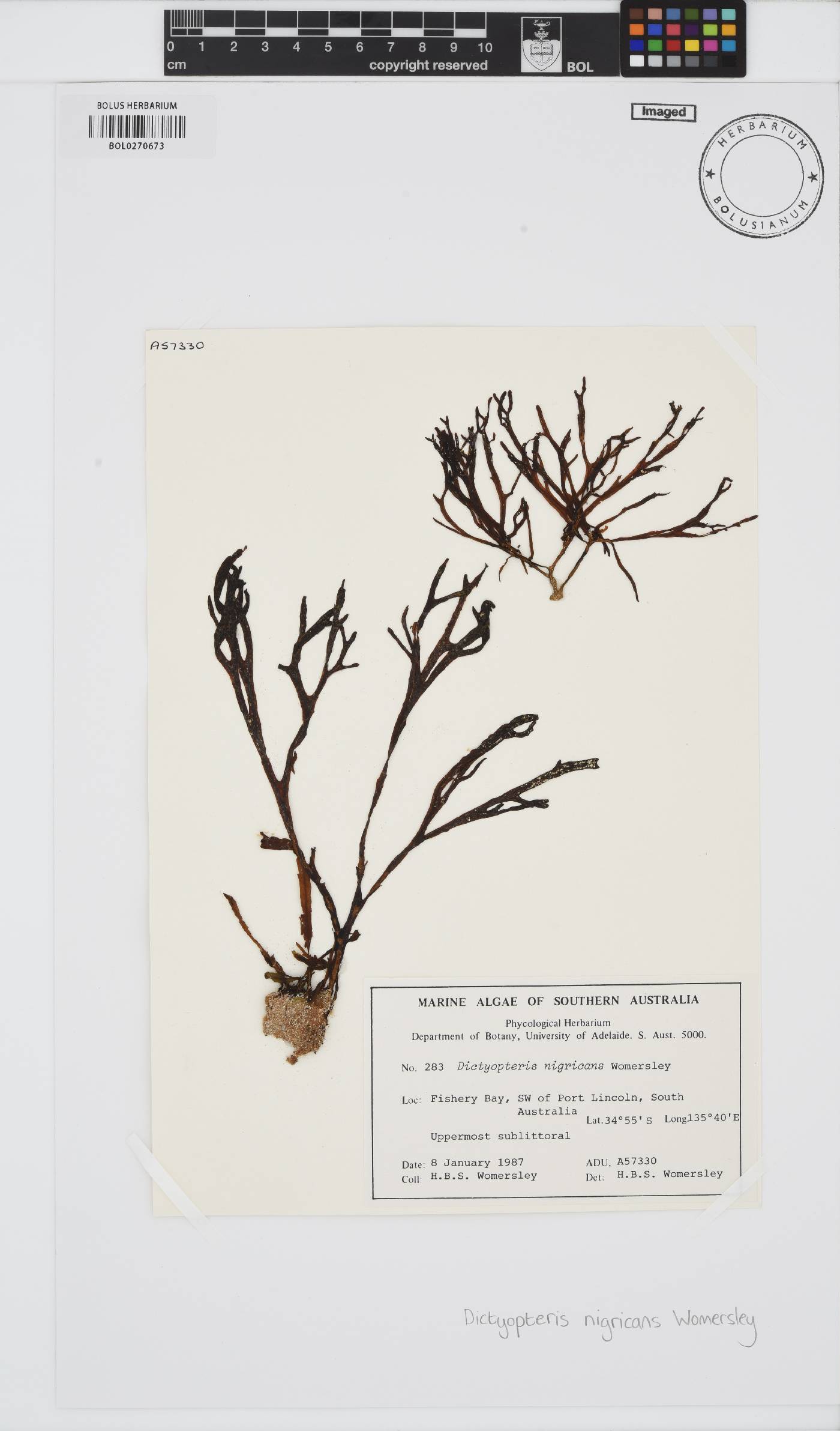 Dictyopteris nigricans image