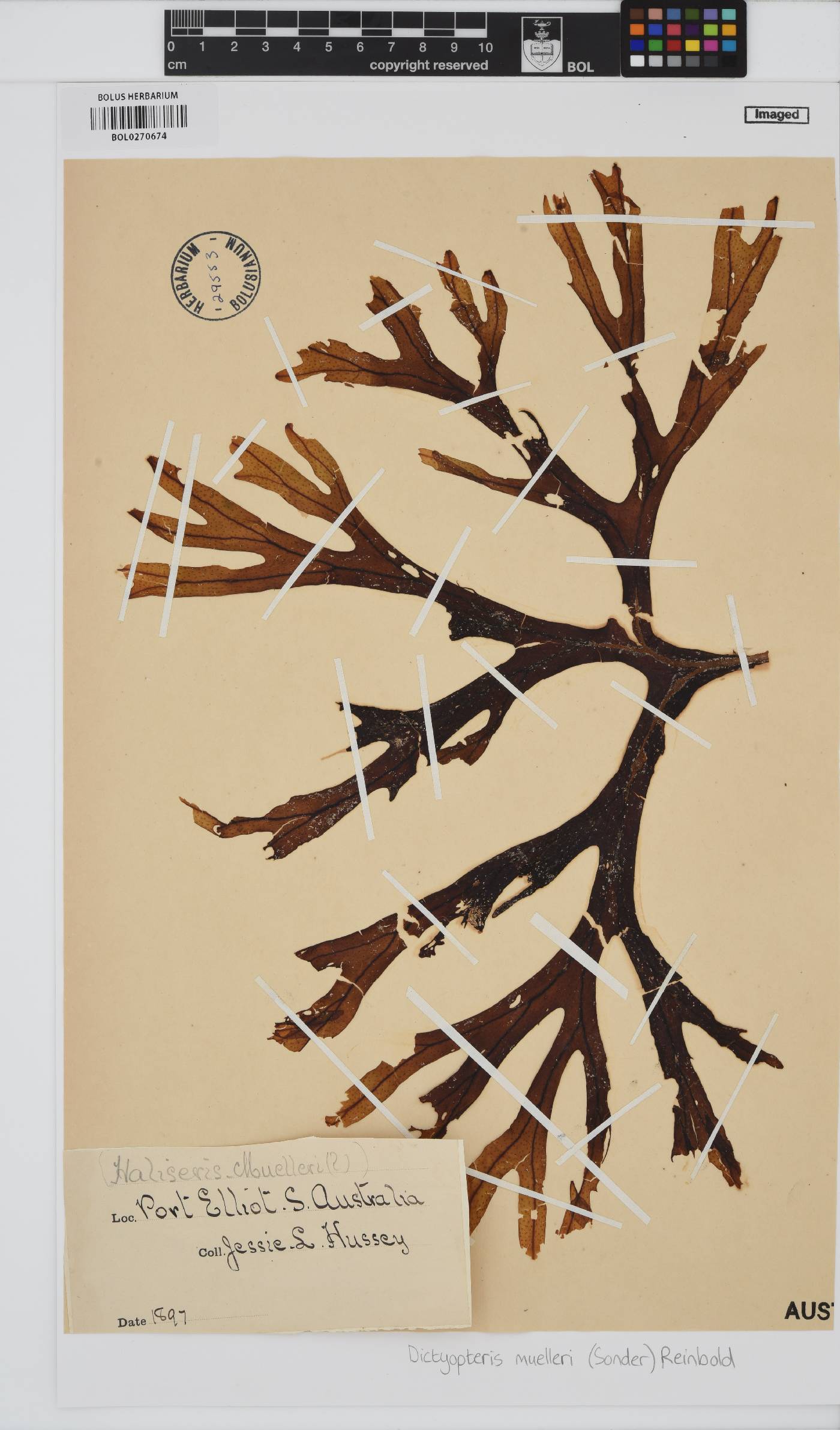 Dictyopteris muelleri image