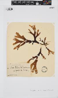 Dictyopteris muelleri image