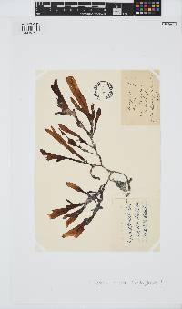 Dictyopteris muelleri image