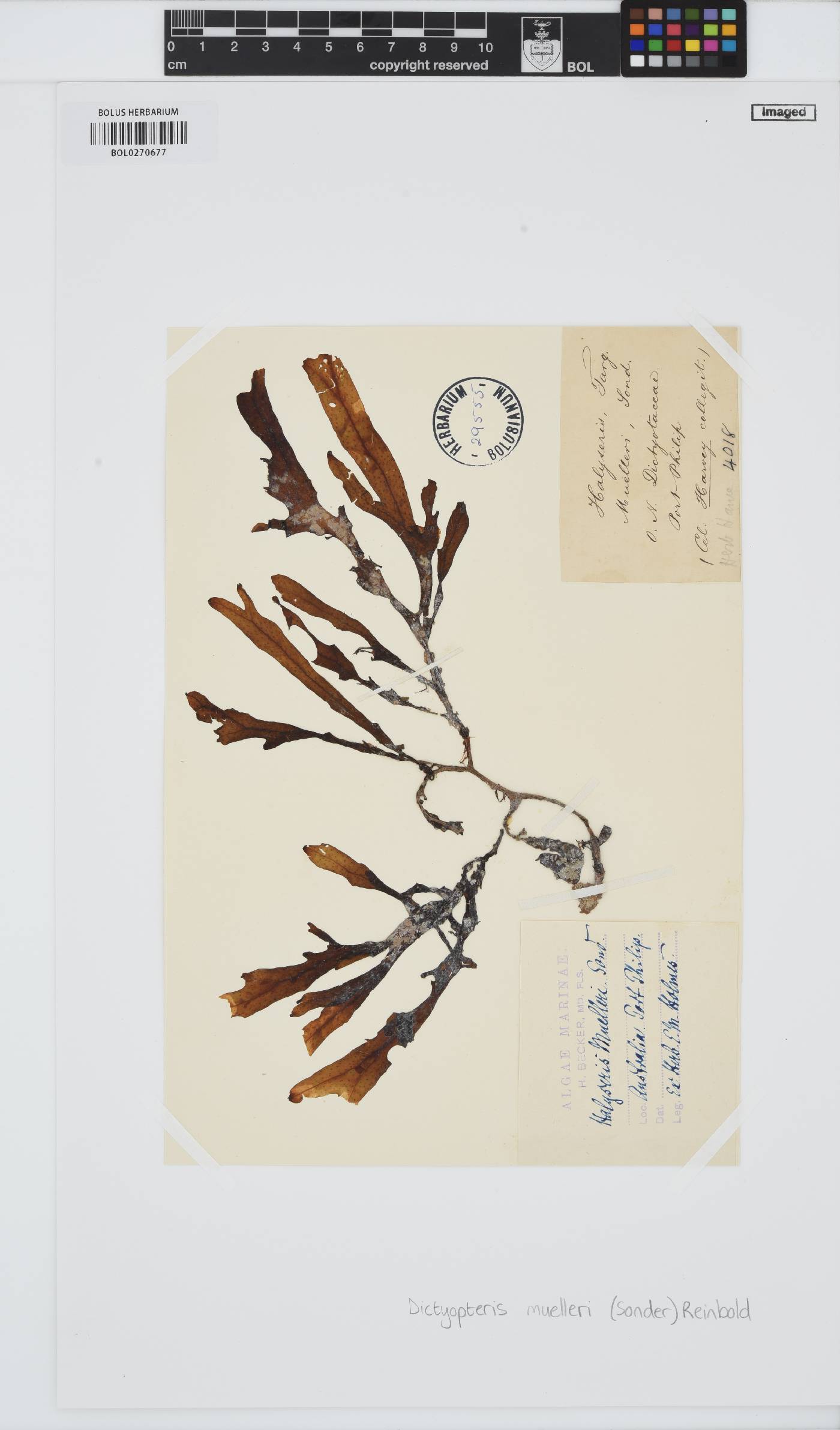Dictyopteris muelleri image