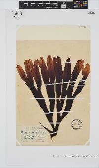 Dictyopteris macrocarpa image
