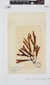 Dictyopteris macrocarpa image