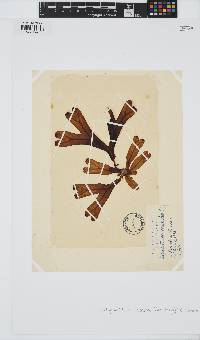Dictyopteris macrocarpa image