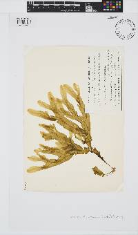 Image of Dictyopteris australis
