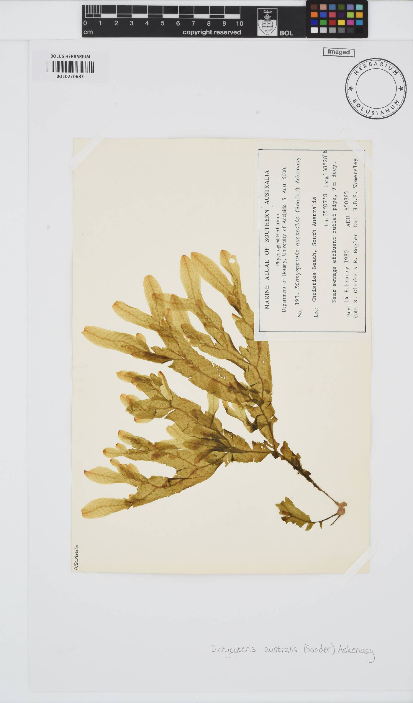 Dictyopteris australis image