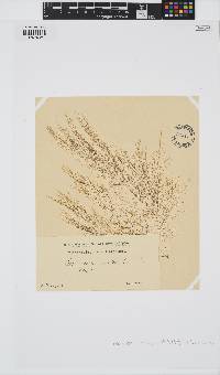 Desmarestia viridis image