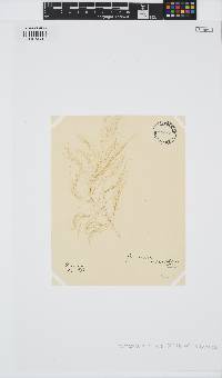 Desmarestia viridis image